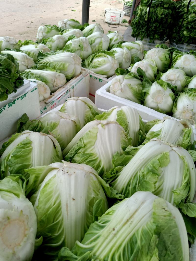 【白菜精品夏阳白包球结实一手货源可视频看货全国发货