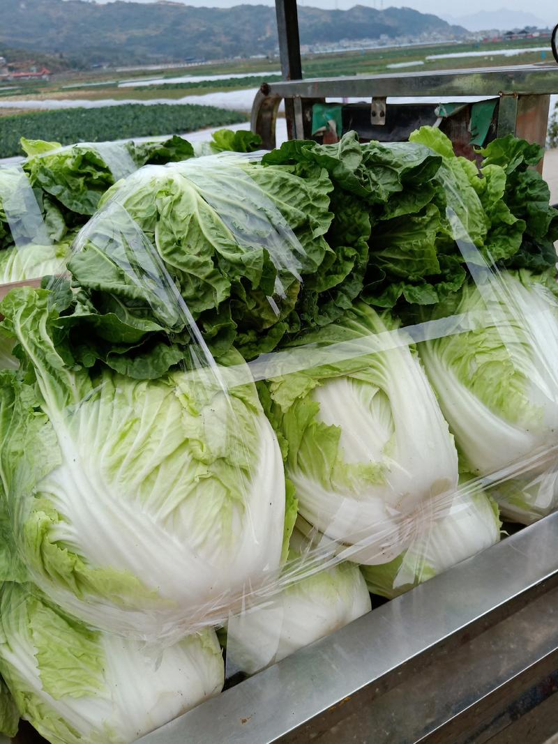 福建黄心白菜以大量、3~5斤地头直供、一手货源、保质保量