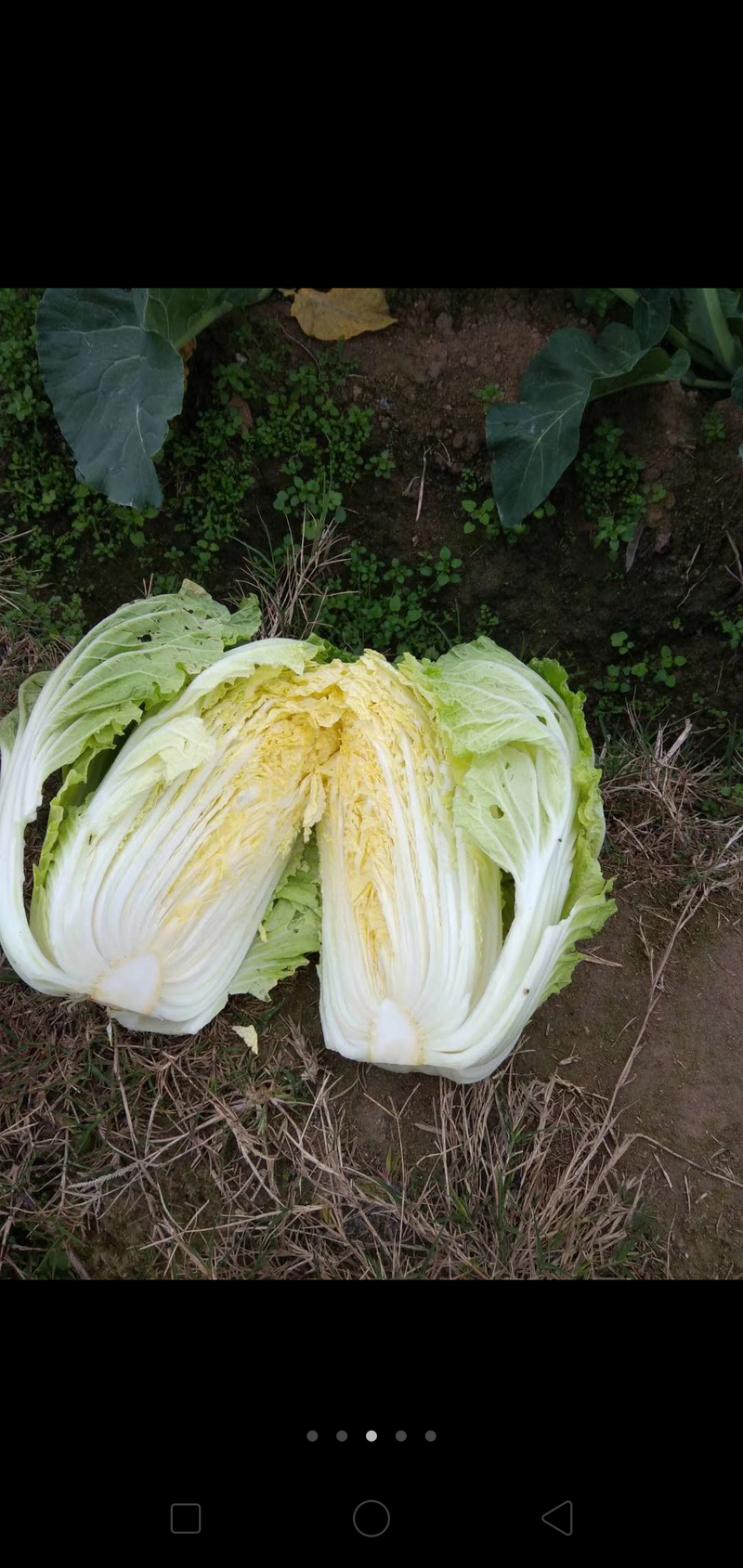 福建黄心白菜以大量、3~5斤地头直供、一手货源、保质保量