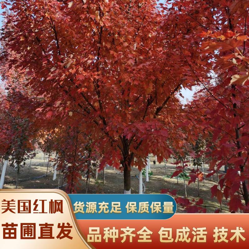 美国红枫，红冠红枫，红点红枫，产地直销，规格齐全