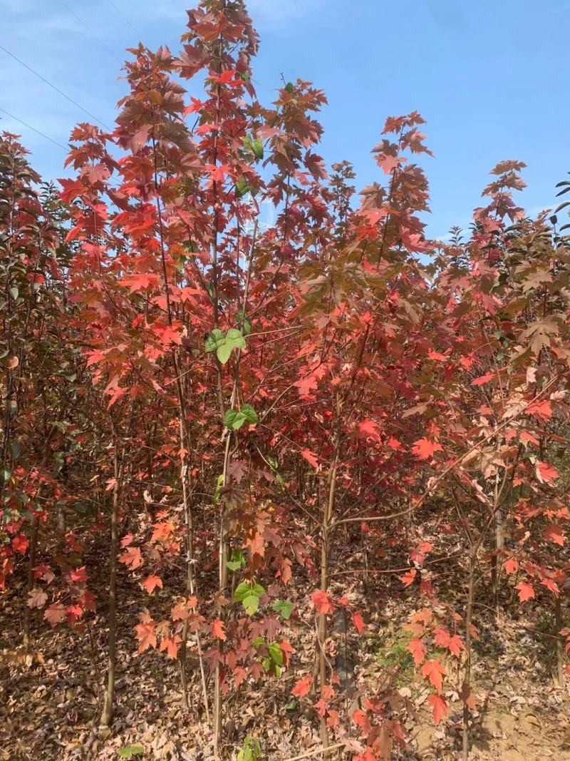美国红枫，红冠红枫，红点红枫，产地直销，规格齐全
