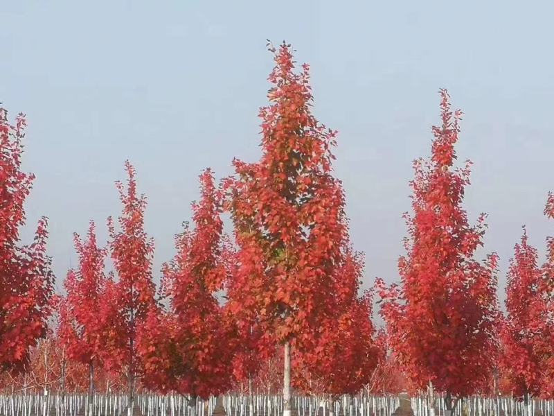 美国红枫，红冠红枫，红点红枫，产地直销，规格齐全