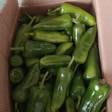 鲜辣椒12~20厘米青中辣