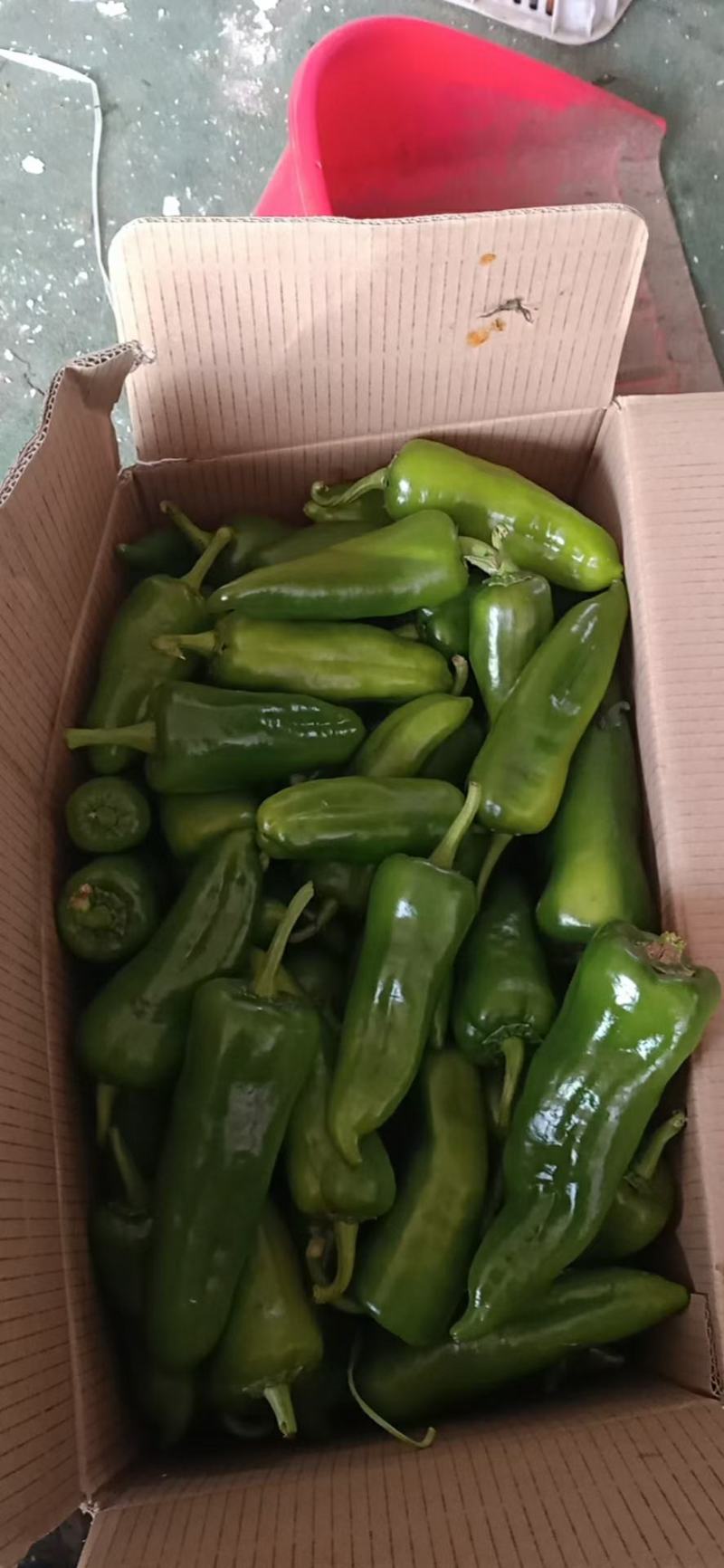 鲜辣椒12~20厘米青中辣