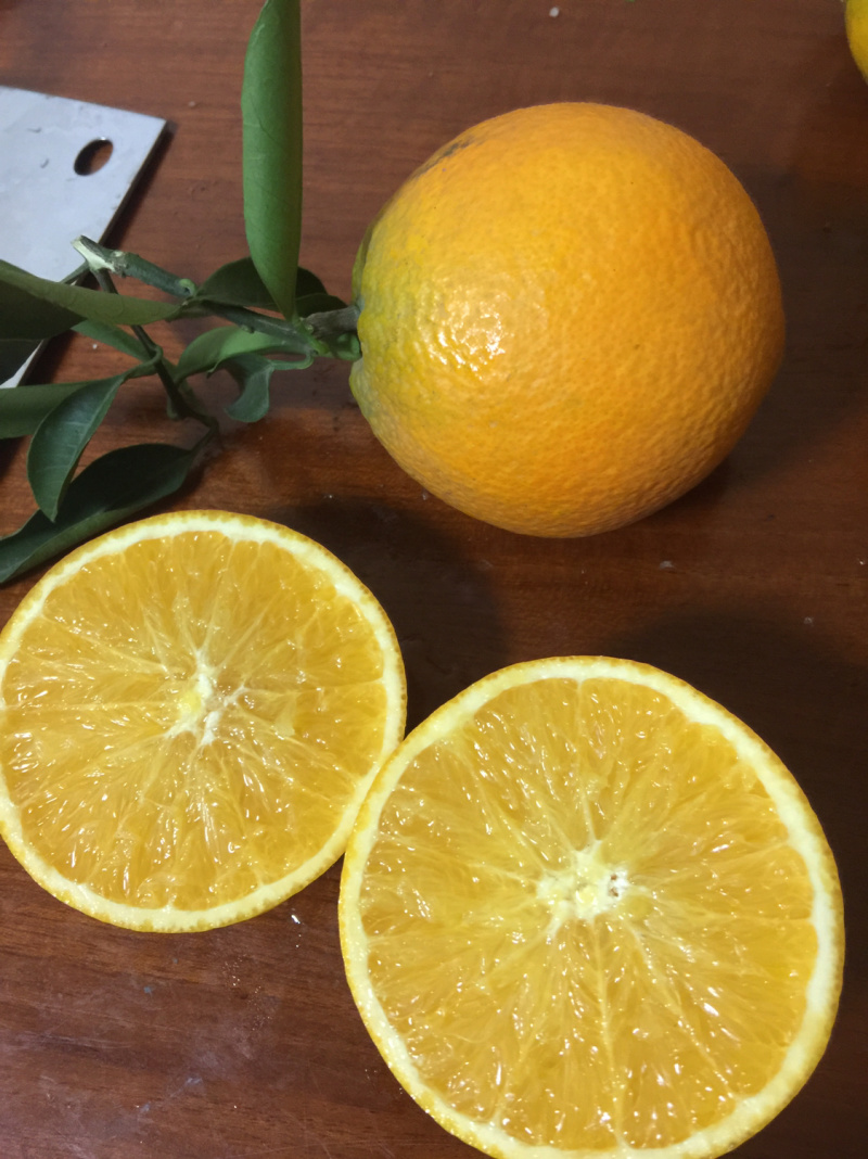 脐橙