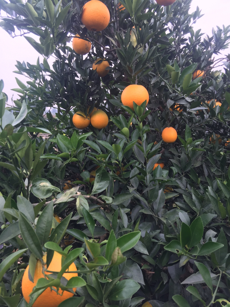 脐橙