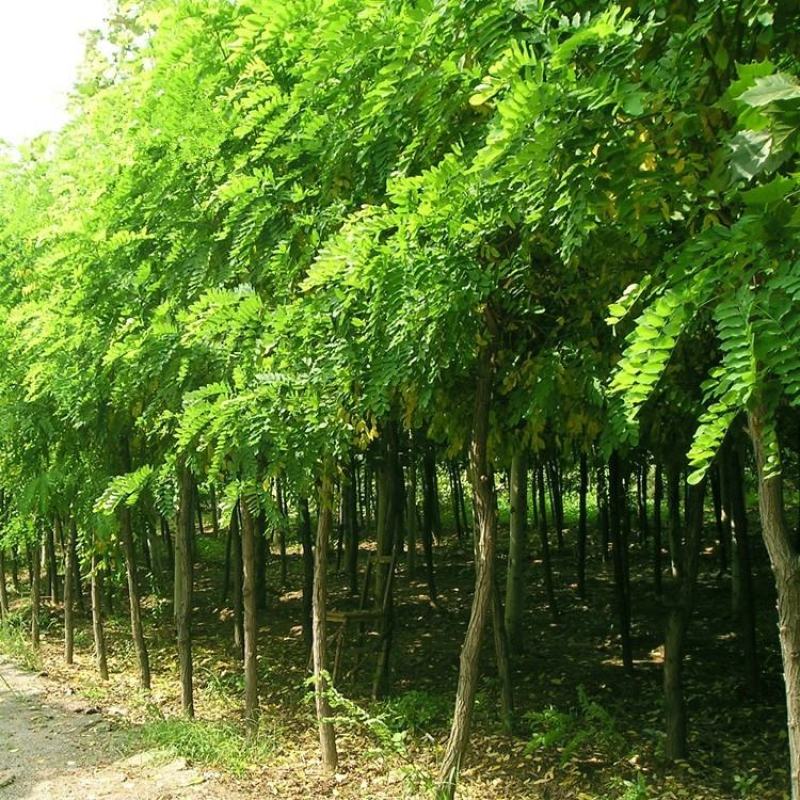 刺槐种子洋槐树种子白花槐种子香花槐种子用护坡都可以