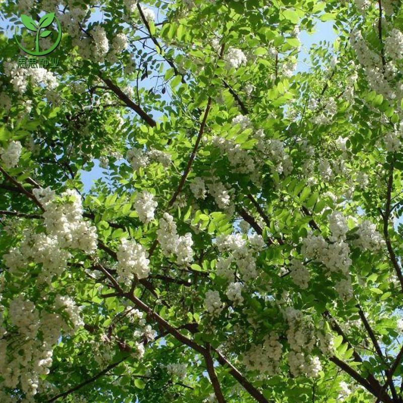 刺槐种子洋槐树种子白花槐种子香花槐种子用护坡都可以