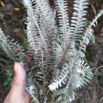 鹿茸草江西野生产地直卖