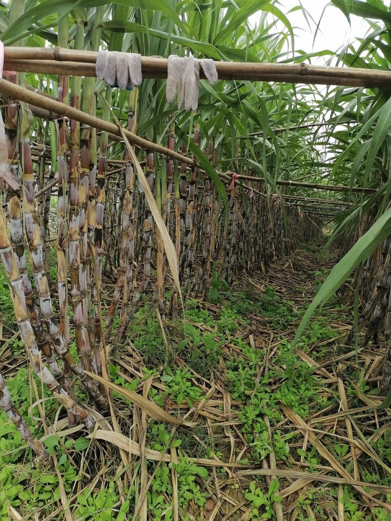 种在山上口感泡甜，追求品质，为主，