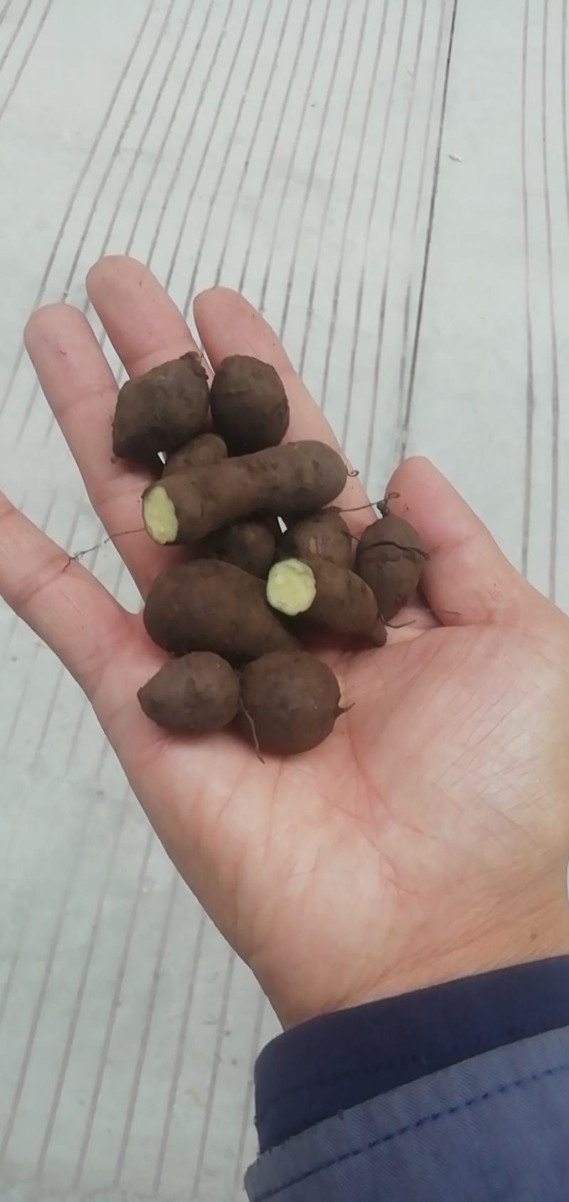 包邮！现货新鲜三叶青盛弘药材大量供应