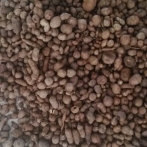 包邮！现货新鲜三叶青盛弘药材大量供应