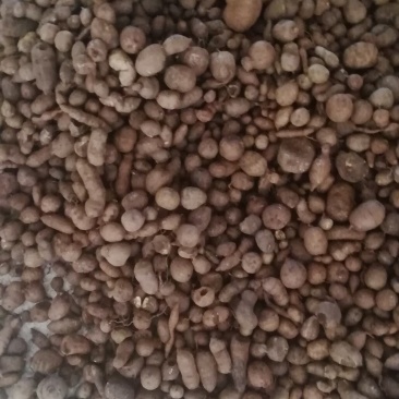 包邮！现货新鲜三叶青盛弘药材大量供应