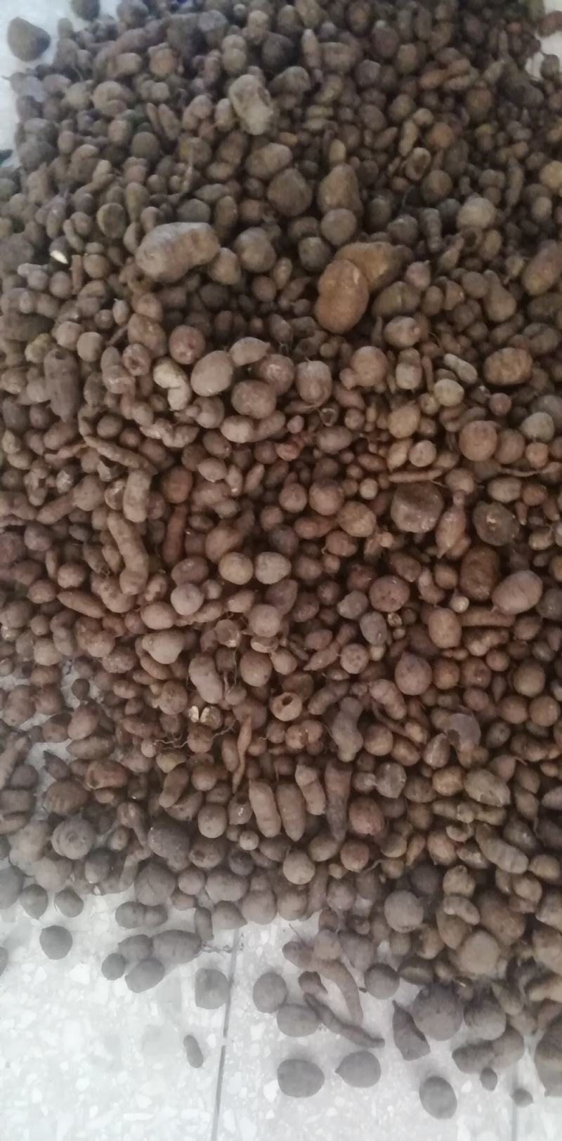 包邮！现货新鲜三叶青盛弘药材大量供应