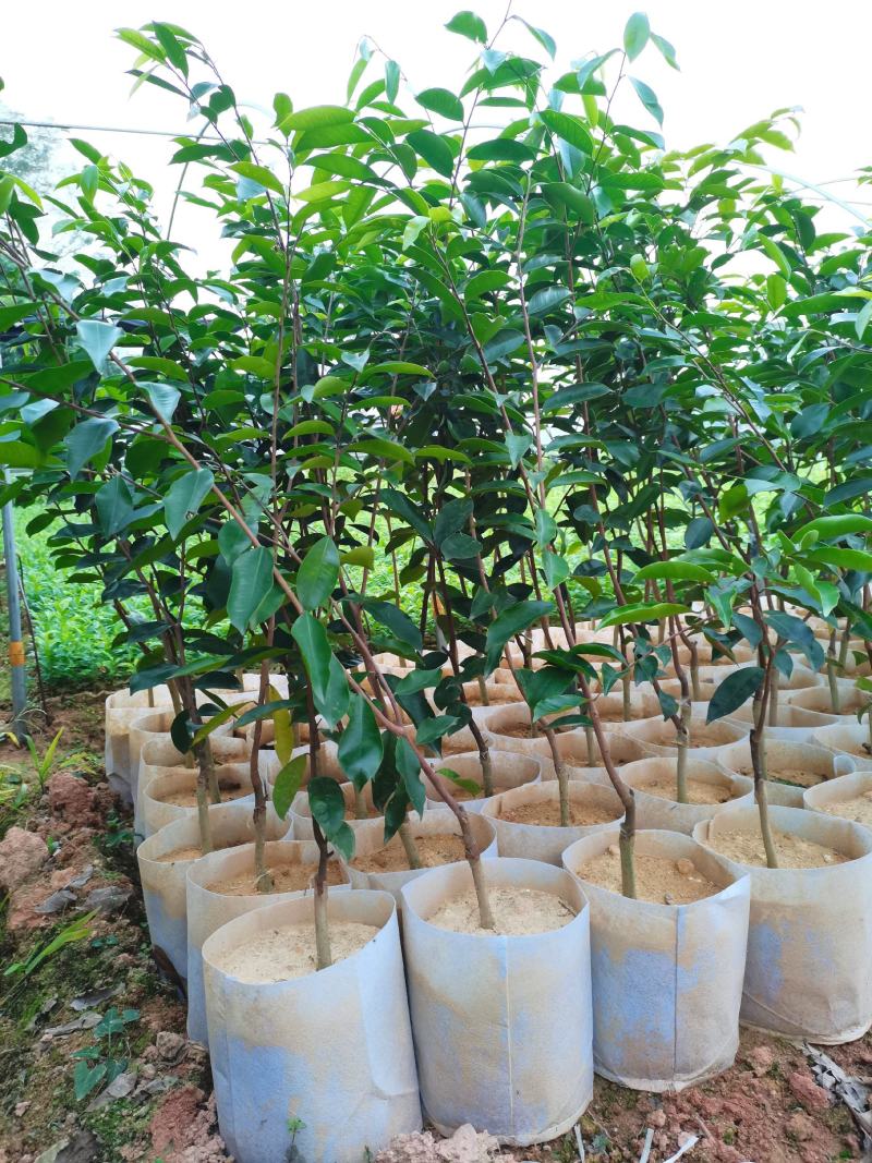 嫁接优质奇楠苗品质保证棋楠沉香苗苗圃基地直发易管理涨势猛好货