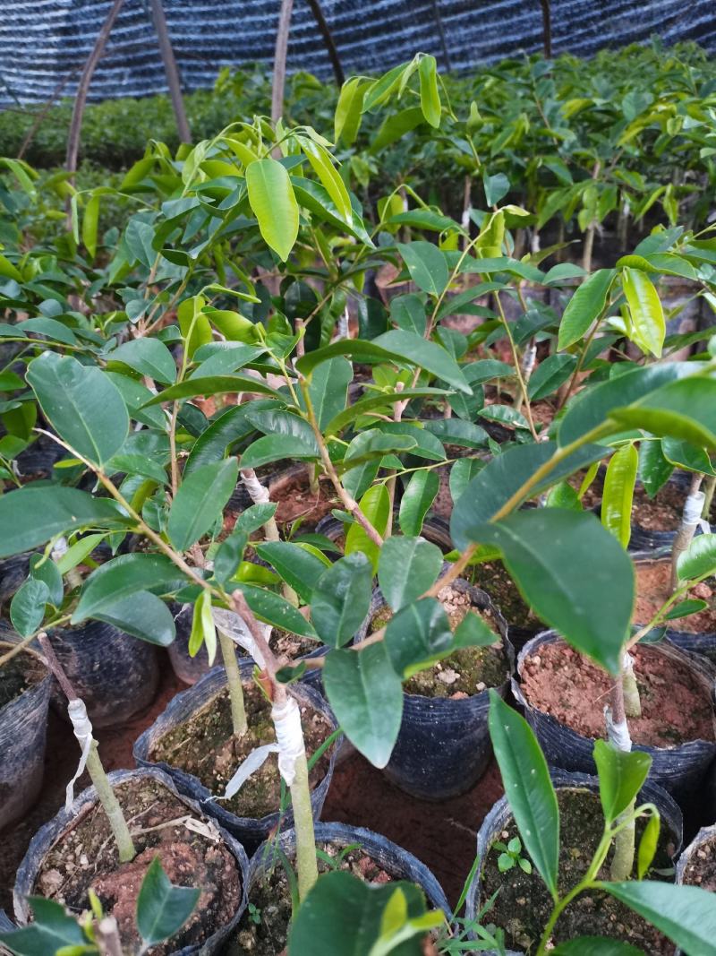 嫁接优质奇楠苗品质保证棋楠沉香苗苗圃基地直发易管理涨势猛好货