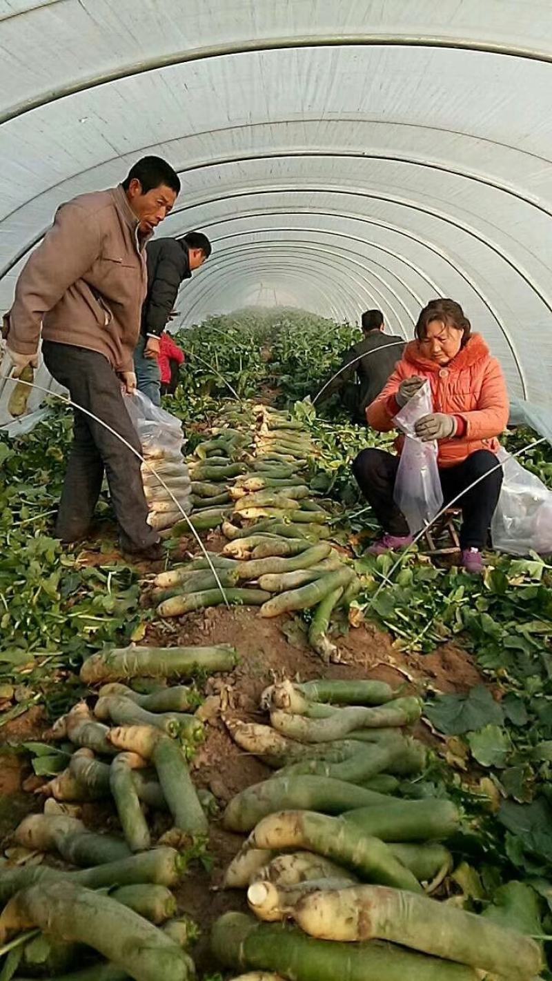 潍县萝卜，青萝卜，精品包装小工齐全一条龙服务，产地直发