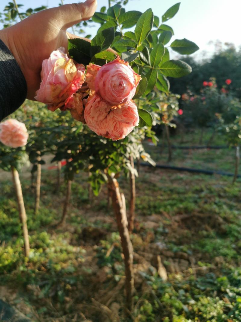 树状月季基地常年供应各种规格树状月季农户直供质优价廉