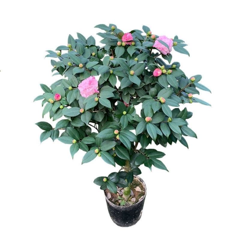 正品香妃茶花，烈香闻上去确实香水味茶花好香