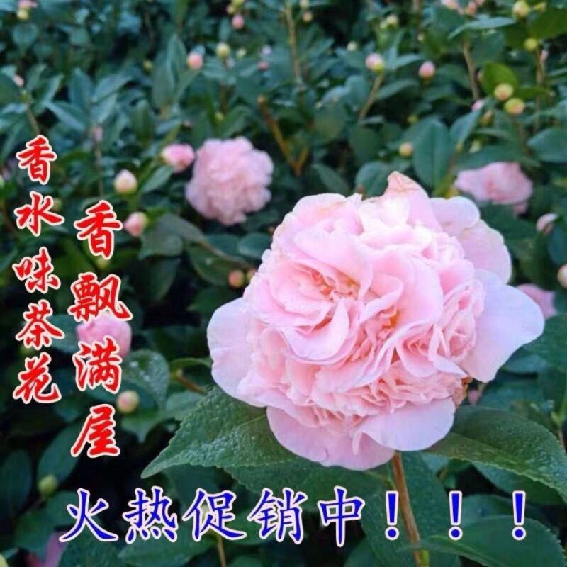 正品香妃茶花，烈香闻上去确实香水味茶花好香