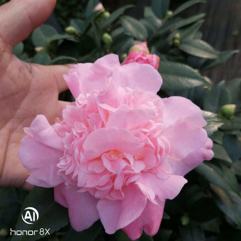 正品香妃茶花，烈香闻上去确实香水味茶花好香