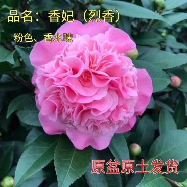 正品香妃茶花，烈香闻上去确实香水味茶花好香