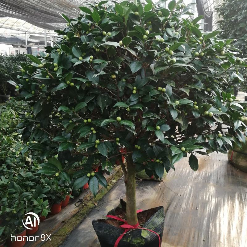 正品香妃茶花，烈香闻上去确实香水味茶花好香