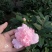 正品香妃茶花，烈香闻上去确实香水味茶花好香