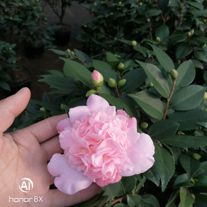正品香妃茶花，烈香闻上去确实香水味茶花好香