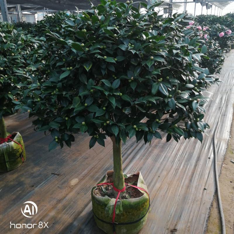 正品香妃茶花，烈香闻上去确实香水味茶花好香
