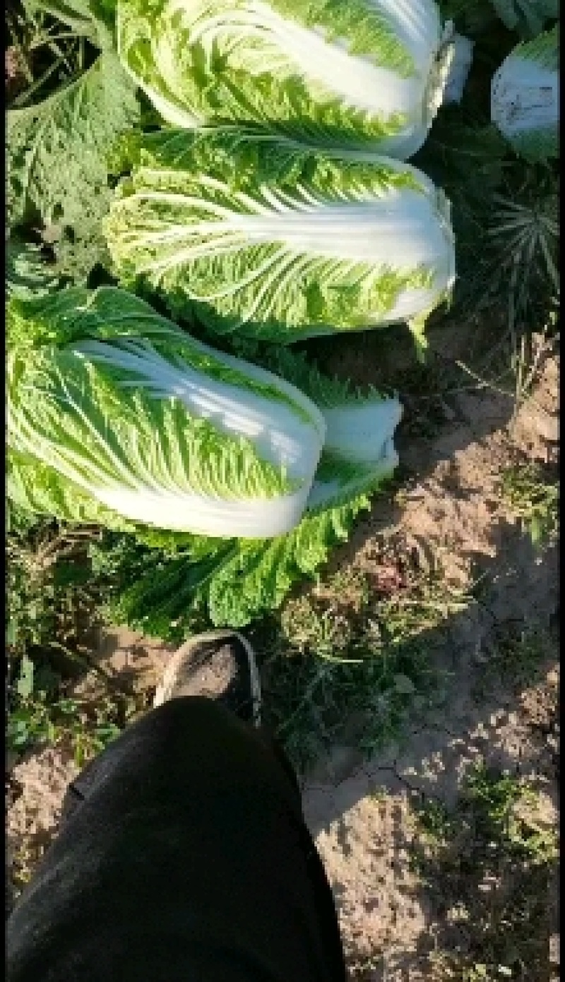 河北大白菜大量供应黄心，心实，货好有需要的联系我