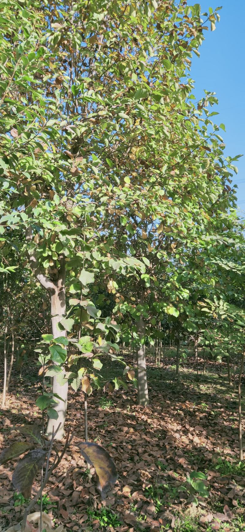 玉兰15-20公分，白玉兰，黄玉兰，大规格大规格，白玉兰
