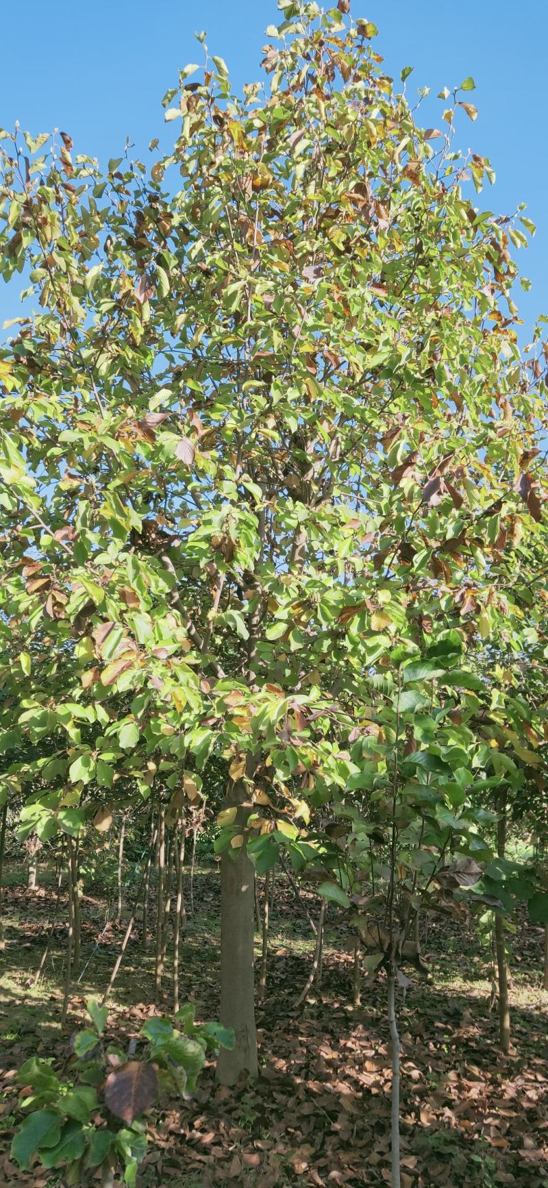 玉兰15-20公分，白玉兰，黄玉兰，大规格大规格，白玉兰
