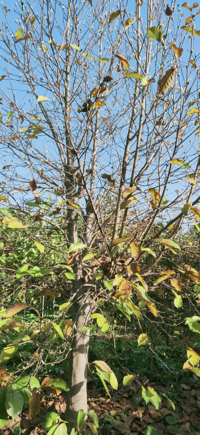 玉兰15-20公分，白玉兰，黄玉兰，大规格大规格，白玉兰