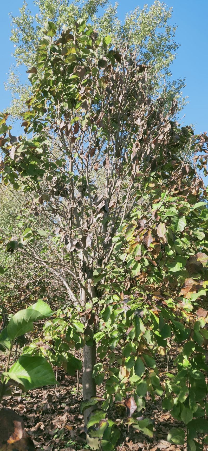 玉兰15-20公分，白玉兰，黄玉兰，大规格大规格，白玉兰
