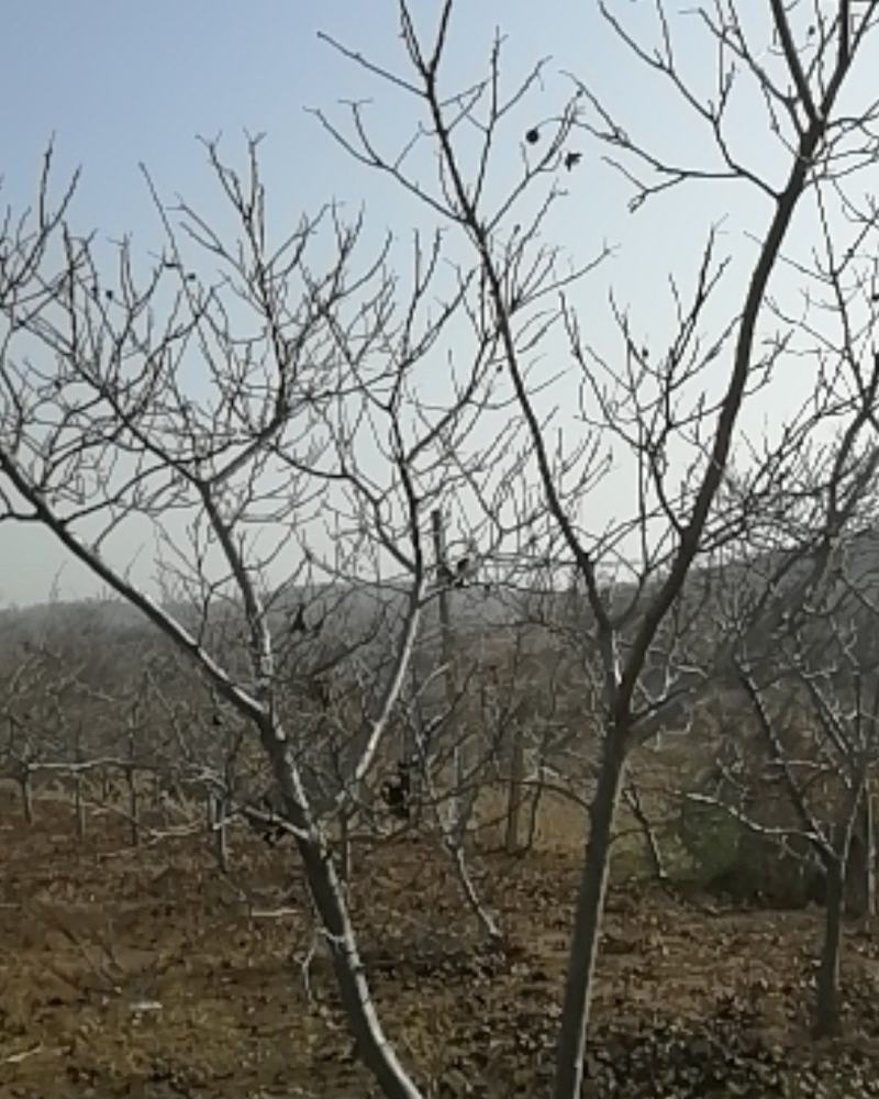 出售山楂树，园林绿化加食用，6年生果树，