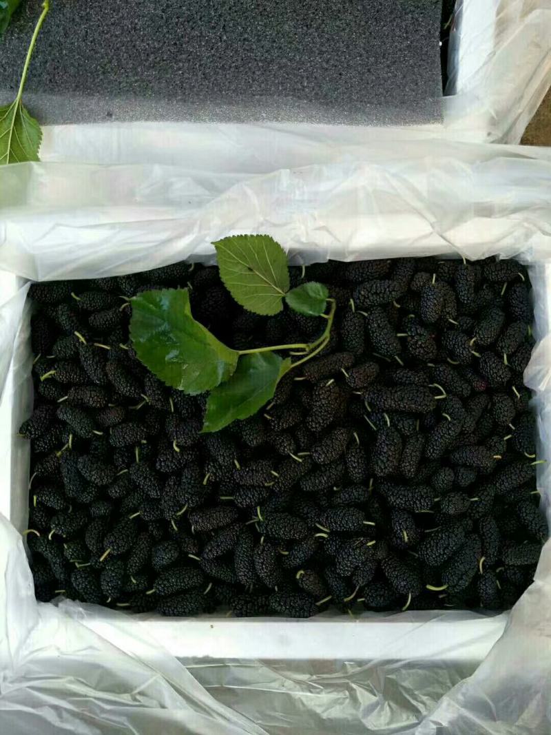 广东精品4~5cm桑葚大果,精心打包发货，欢迎下单咨询