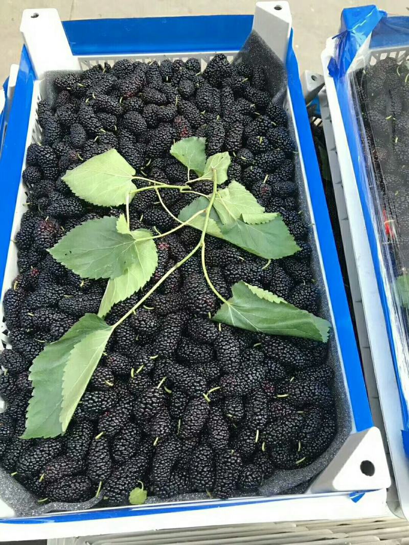 广东精品4~5cm桑葚大果,精心打包发货，欢迎下单咨询