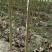 楸树种植基地3公分,5公分,4公分,工程用苗,造林用苗