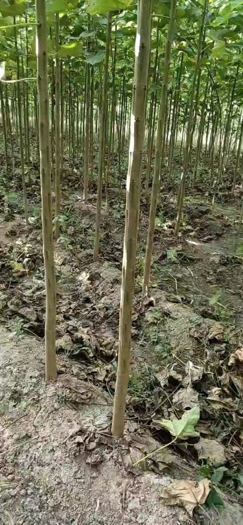 楸树种植基地3公分，5公分，4公分，工程用苗，造林用苗