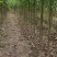 楸树种植基地3公分,5公分,4公分,工程用苗,造林用苗