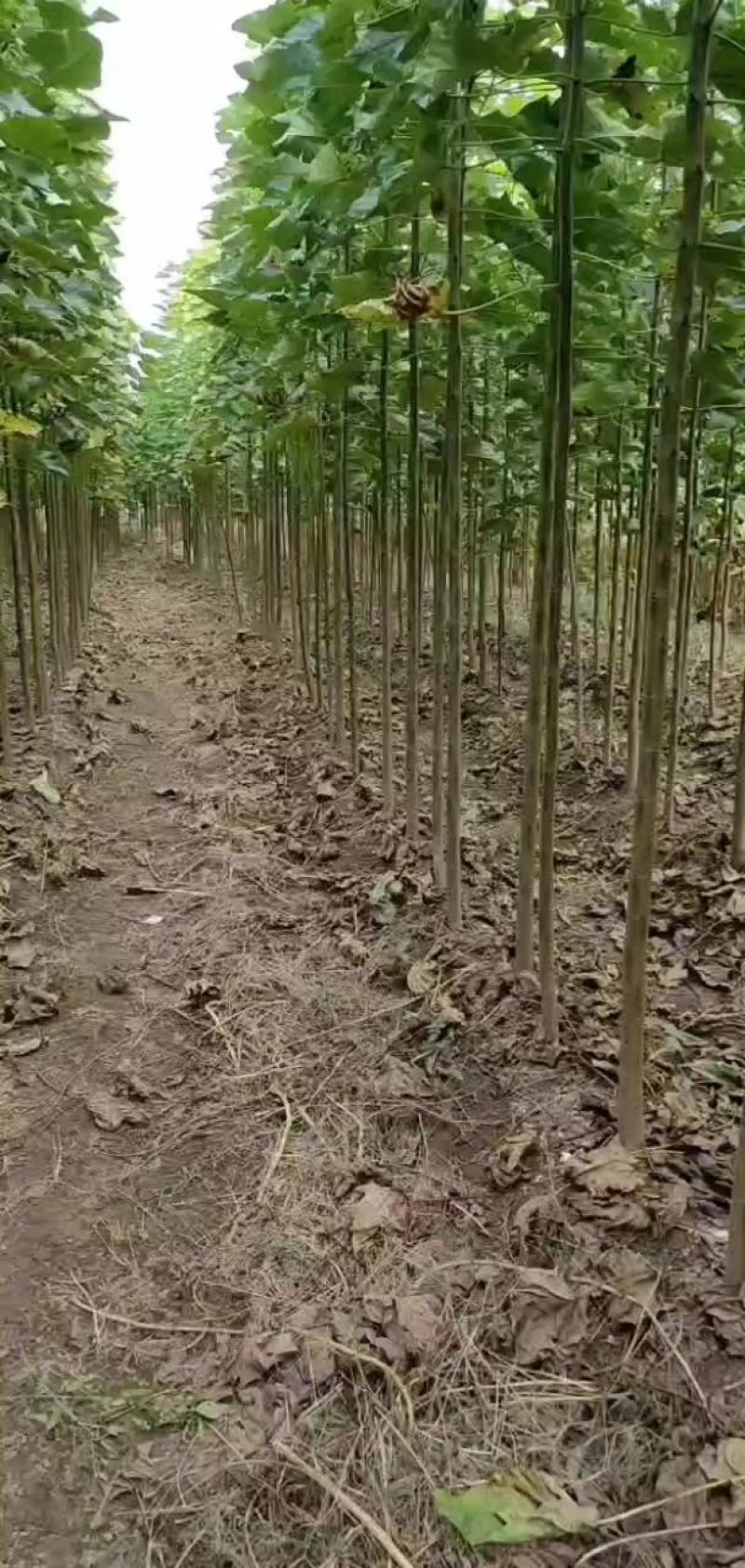 楸树种植基地3公分，5公分，4公分，工程用苗，造林用苗