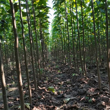 楸树种植基地3公分,5公分,4公分,工程用苗,造林用苗