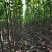 楸树种植基地3公分,5公分,4公分,工程用苗,造林用苗