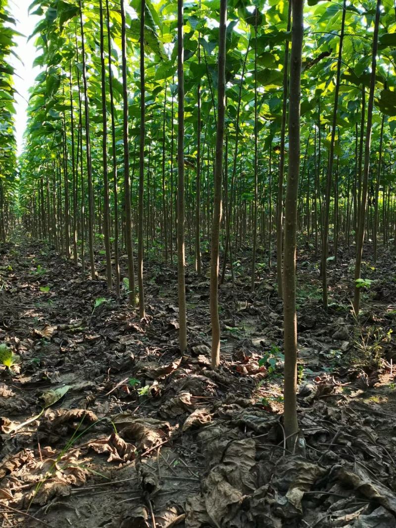 楸树种植基地3公分，5公分，4公分，工程用苗，造林用苗