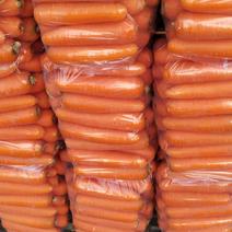 精品胡萝卜大量上市中！货源充足，有市场需要的我！