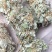 野生金钱草扎把新货，颜色青绿，货源充足，可全国发货