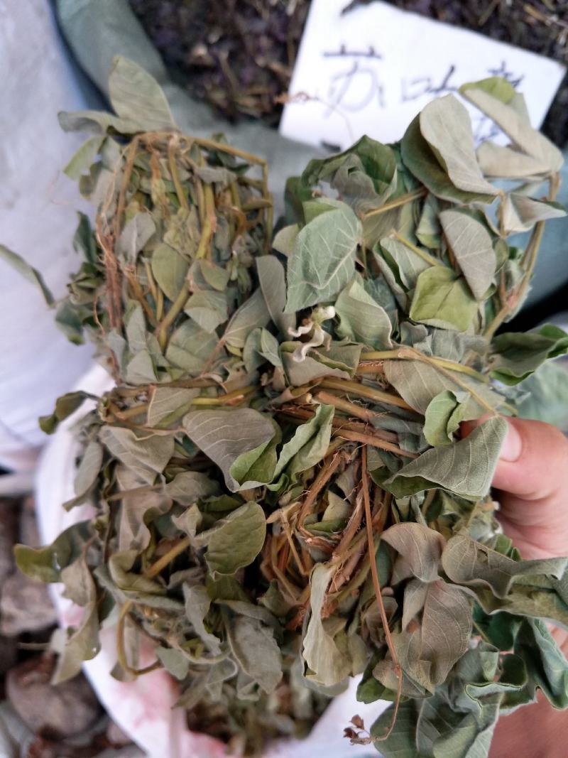 野生金钱草扎把新货，颜色青绿，货源充足，可全国发货