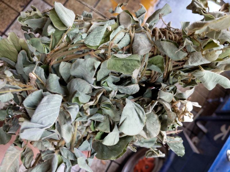 野生金钱草扎把新货，颜色青绿，货源充足，可全国发货