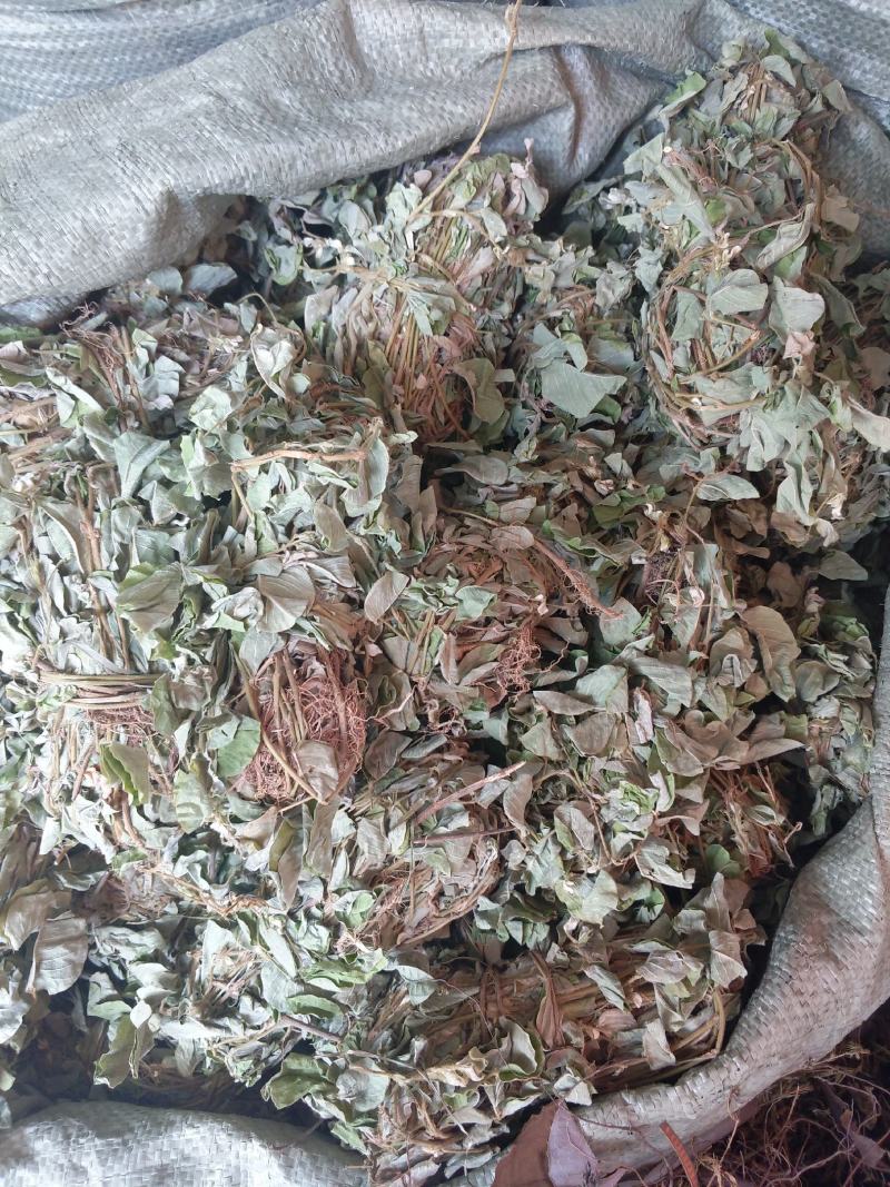 野生金钱草扎把新货，颜色青绿，货源充足，可全国发货
